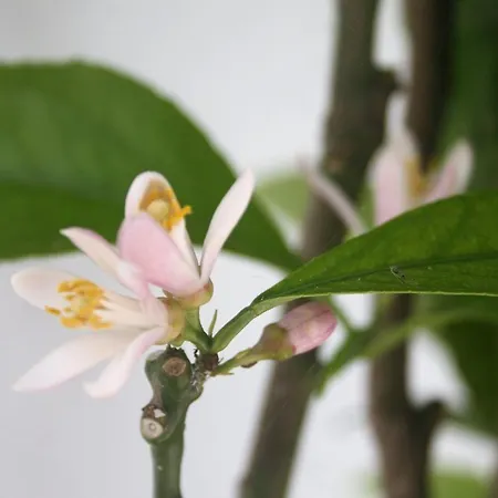 招待所 O Da Casa 佩尼契