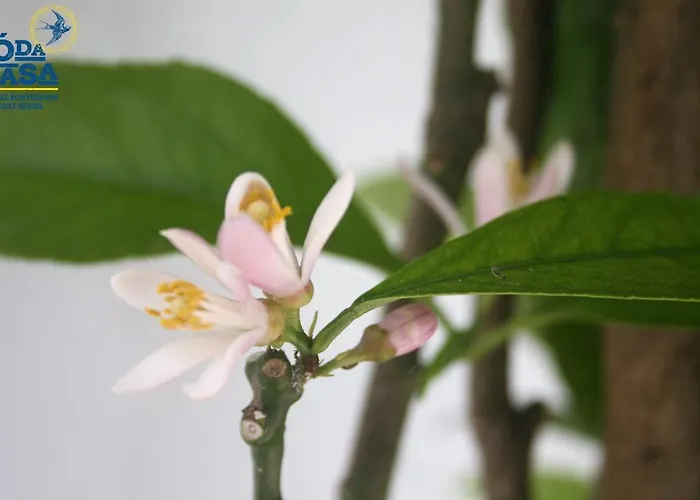 Casa de hóspedes ó Da Casa Peniche